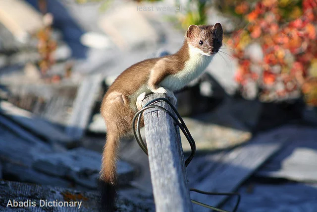 least weasel
